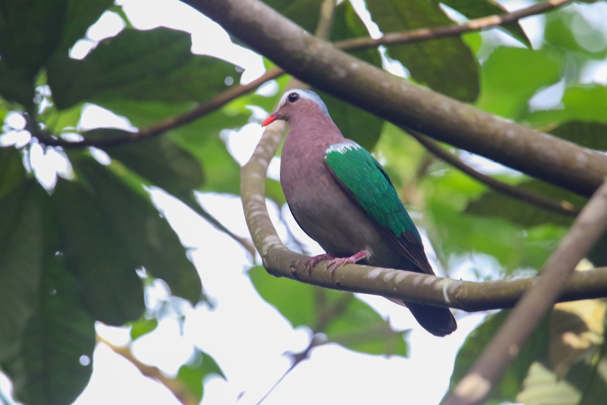 Asian Emerald Dove - ML646589188