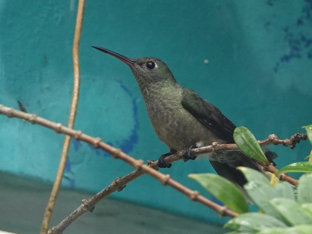 Scaly-breasted Hummingbird (Cuvier's) - ML646589189