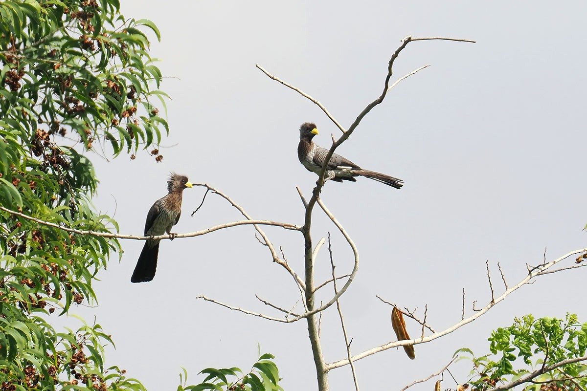 Western Plantain-eater - ML646589190