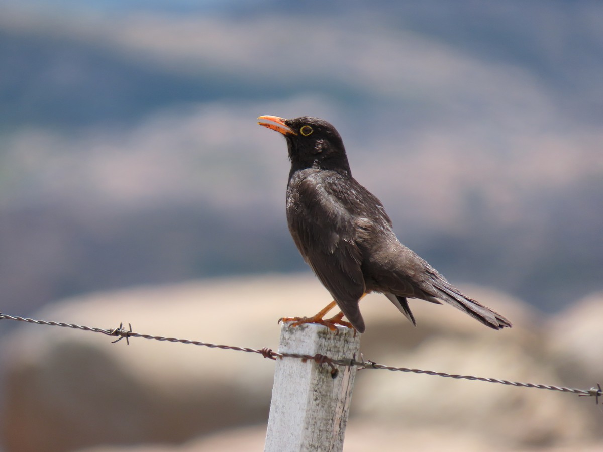 Chiguanco Thrush - ML646589192