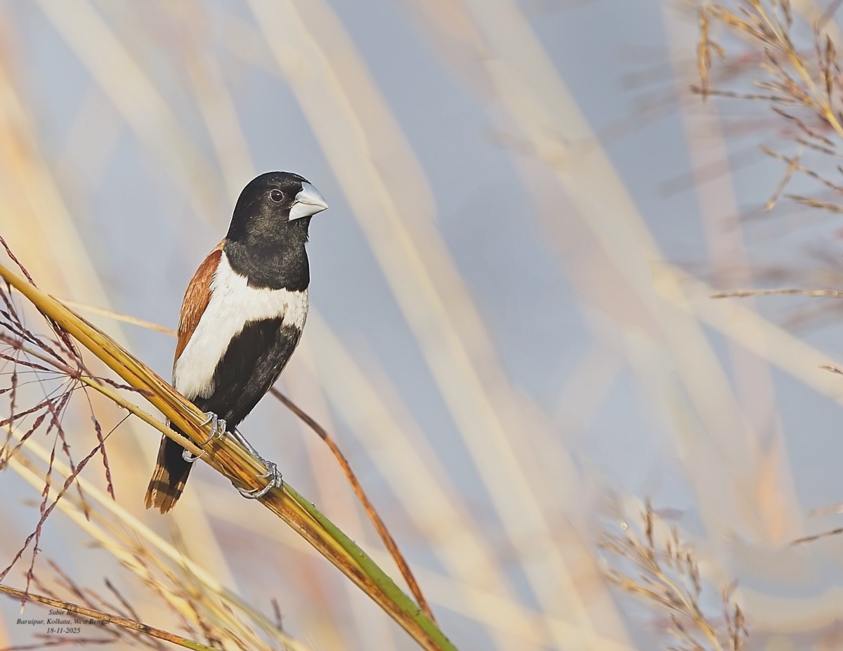 Tricolored Munia - ML646589194