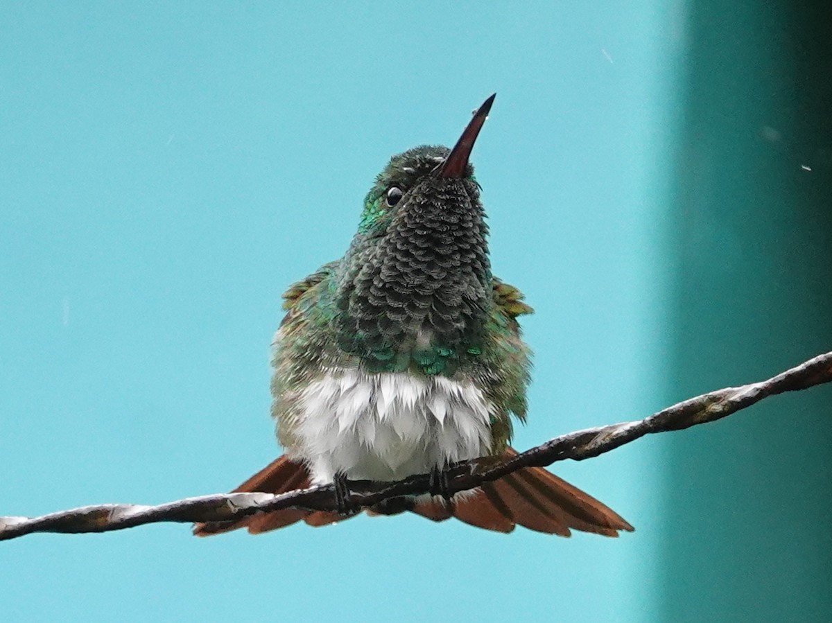 Snowy-bellied Hummingbird - ML646589195