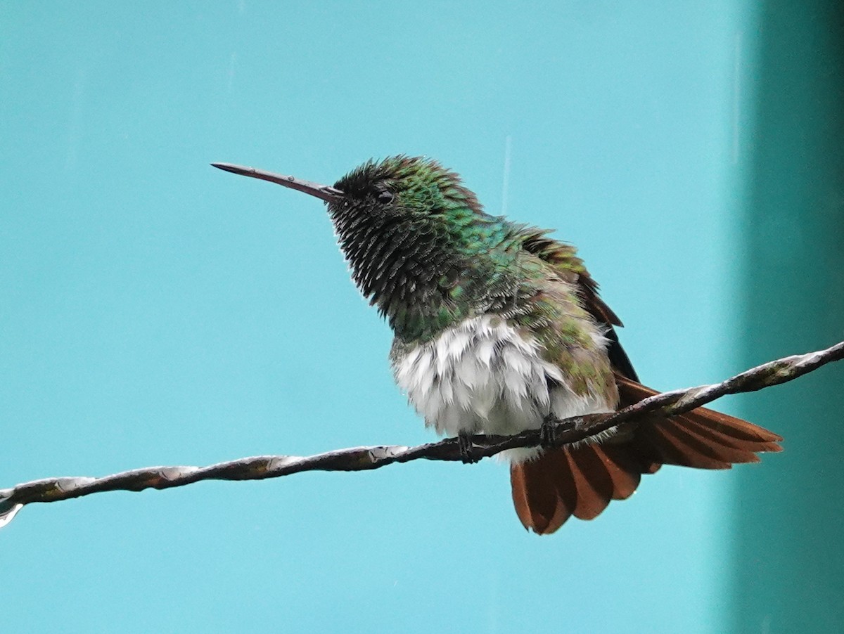Snowy-bellied Hummingbird - ML646589196