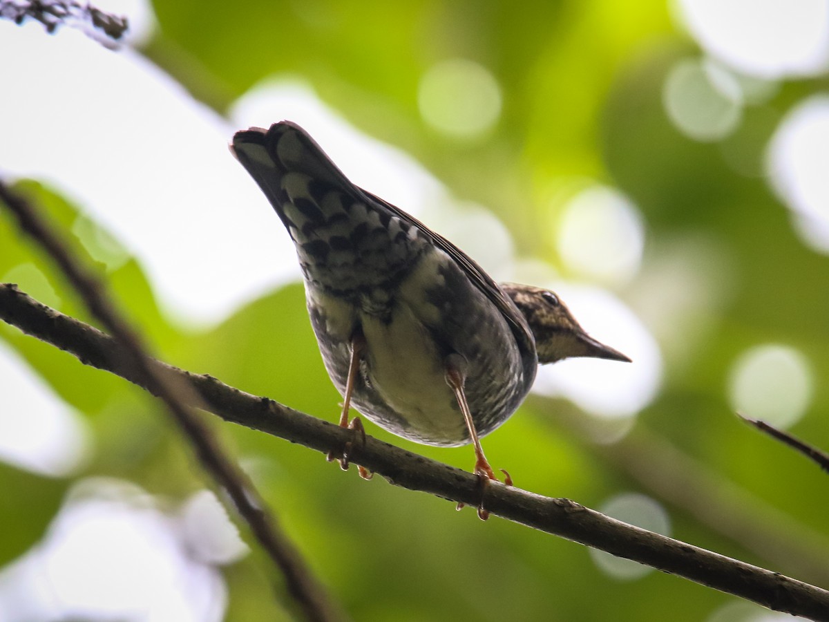 Siberian Thrush - ML646589197