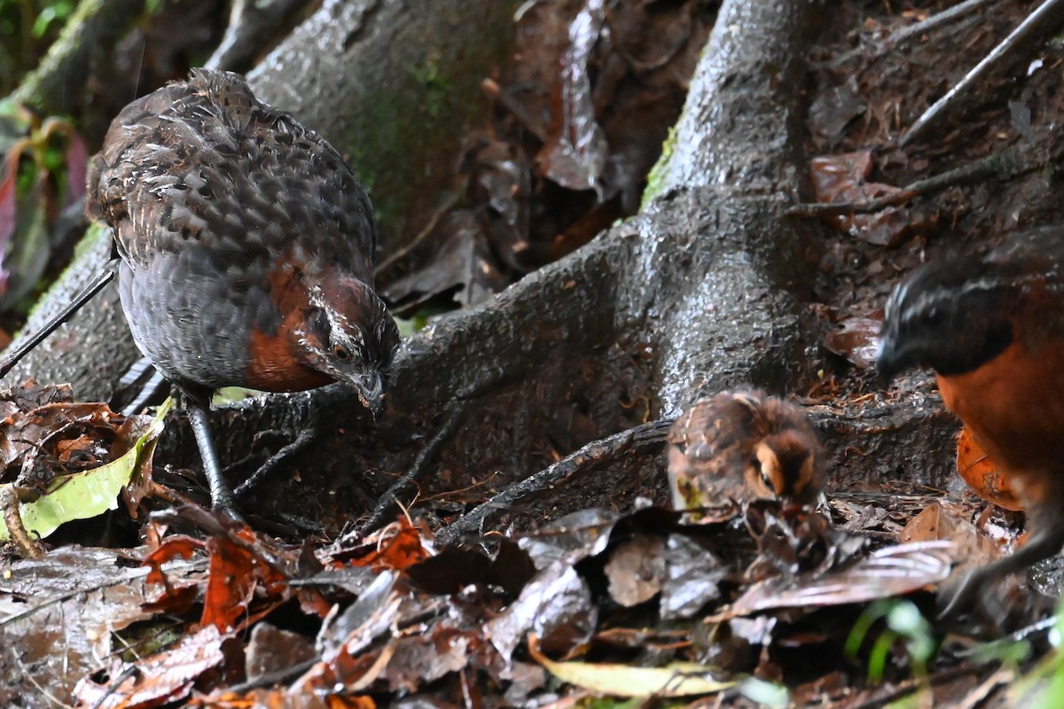 Rufous-breasted Wood-Quail - ML646589198