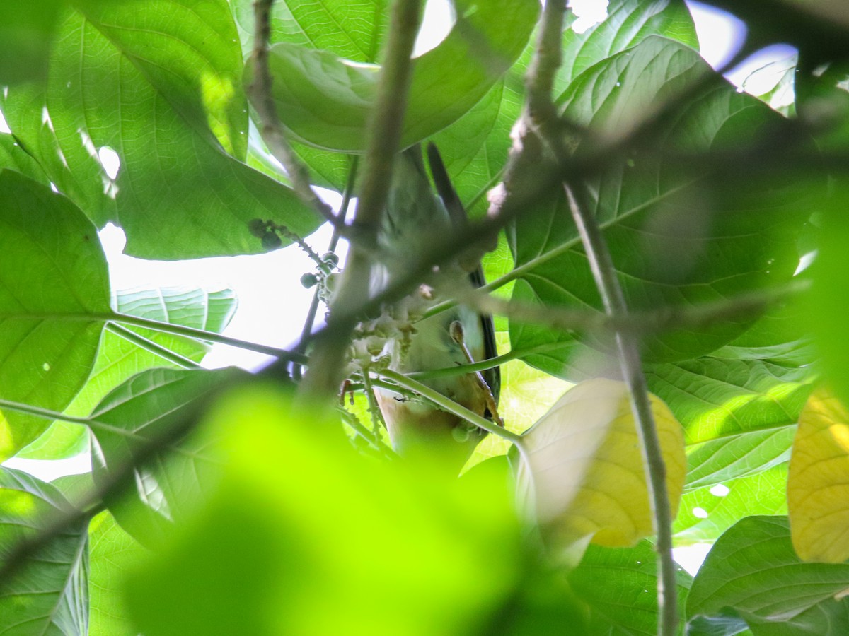 Eyebrowed Thrush - ML646589199