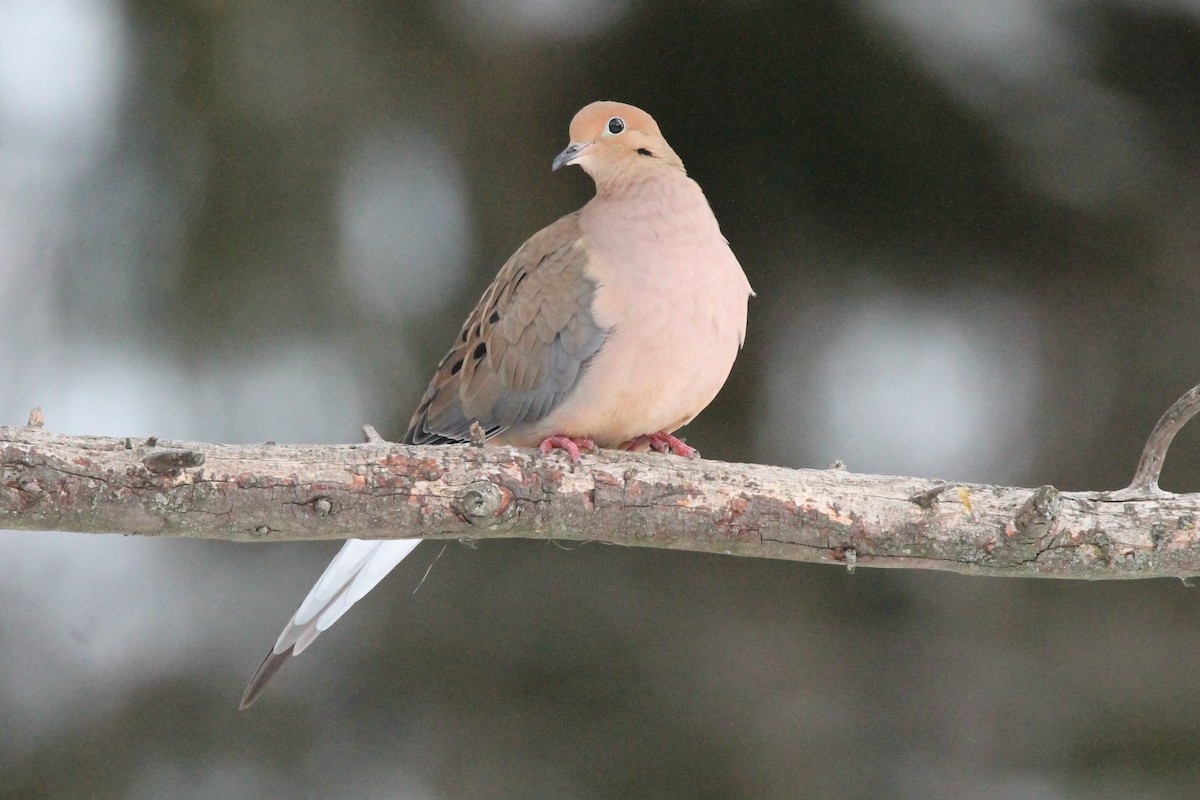 Mourning Dove - ML646589202
