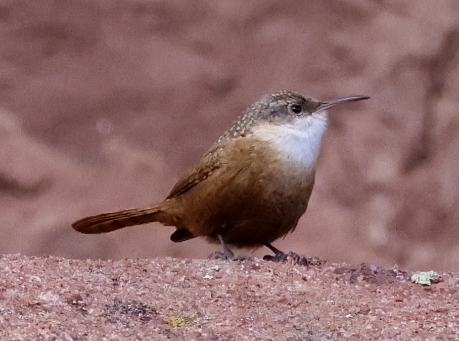 Canyon Wren - ML646589203