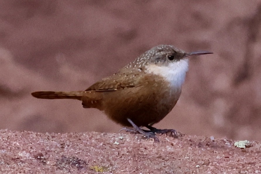 Canyon Wren - ML646589204
