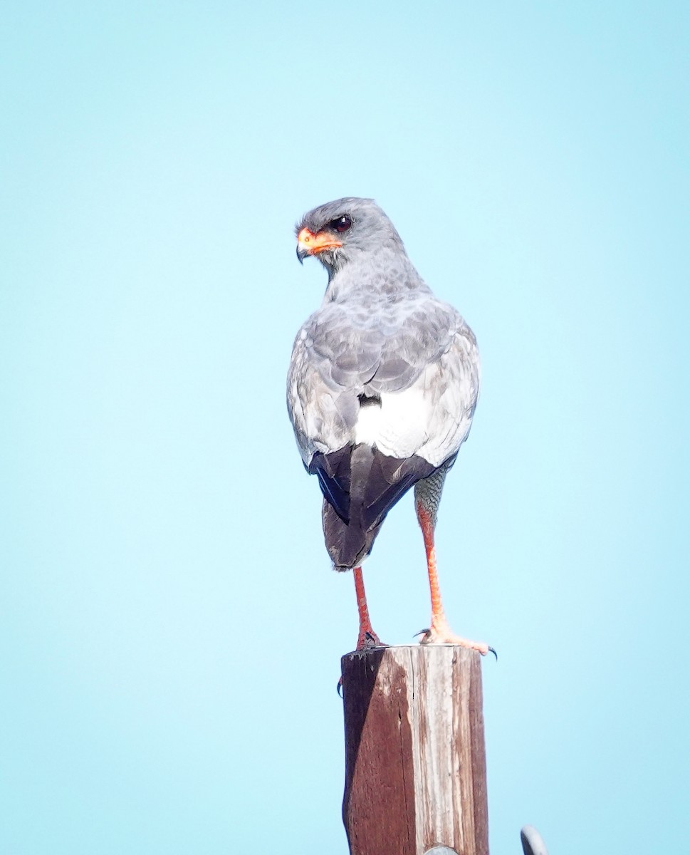 Pale Chanting-Goshawk - ML646589206