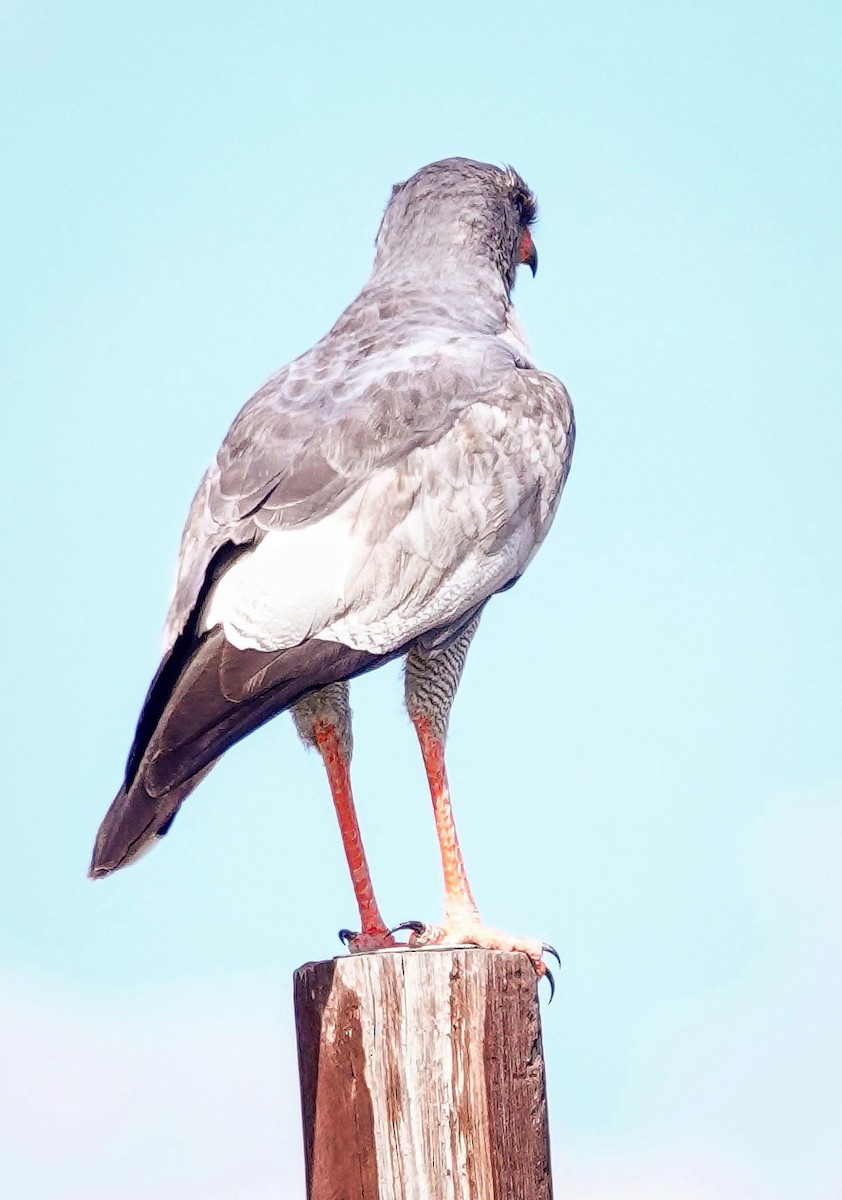 Pale Chanting-Goshawk - ML646589207