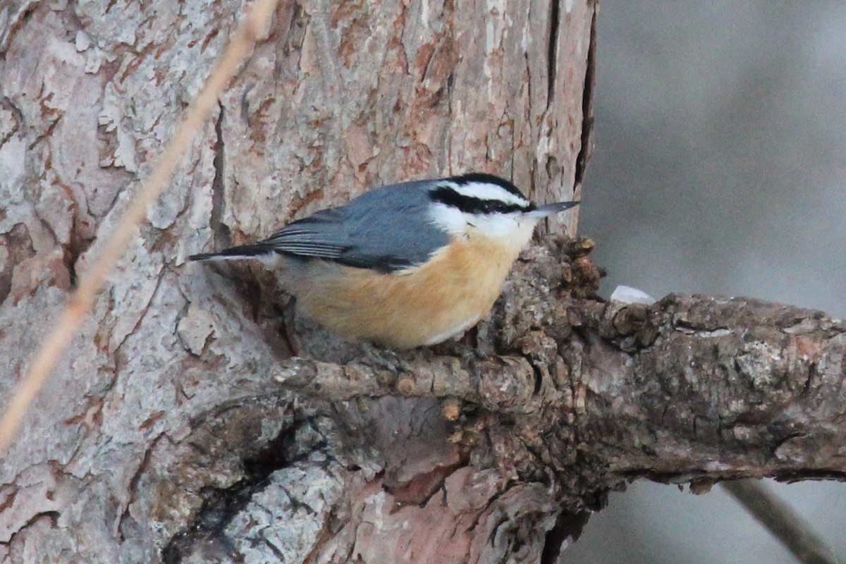 Red-breasted Nuthatch - ML646589210