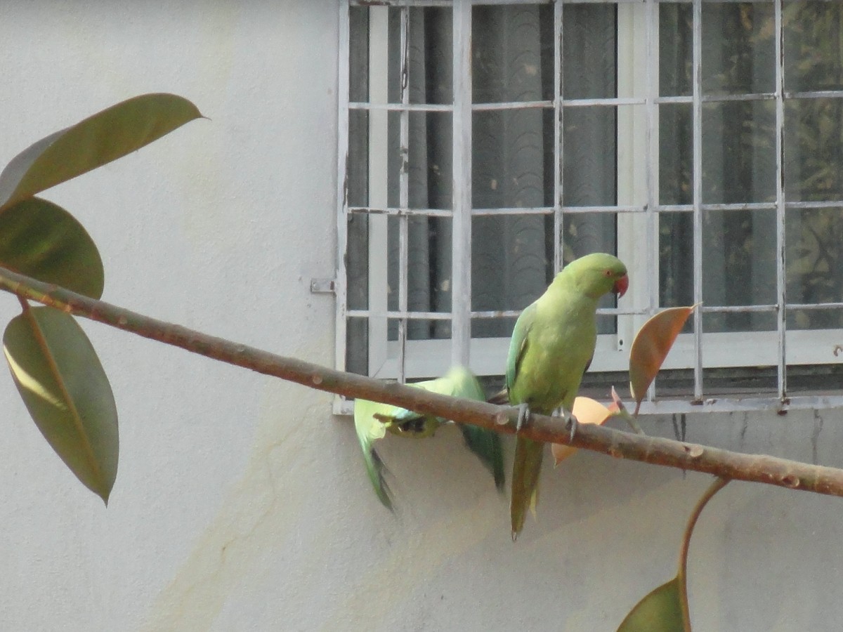 ホンセイインコ - ML646589211