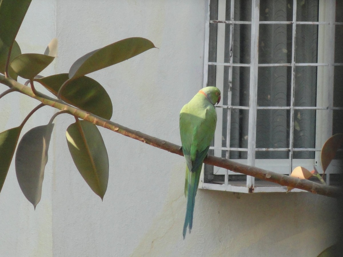 ホンセイインコ - ML646589212