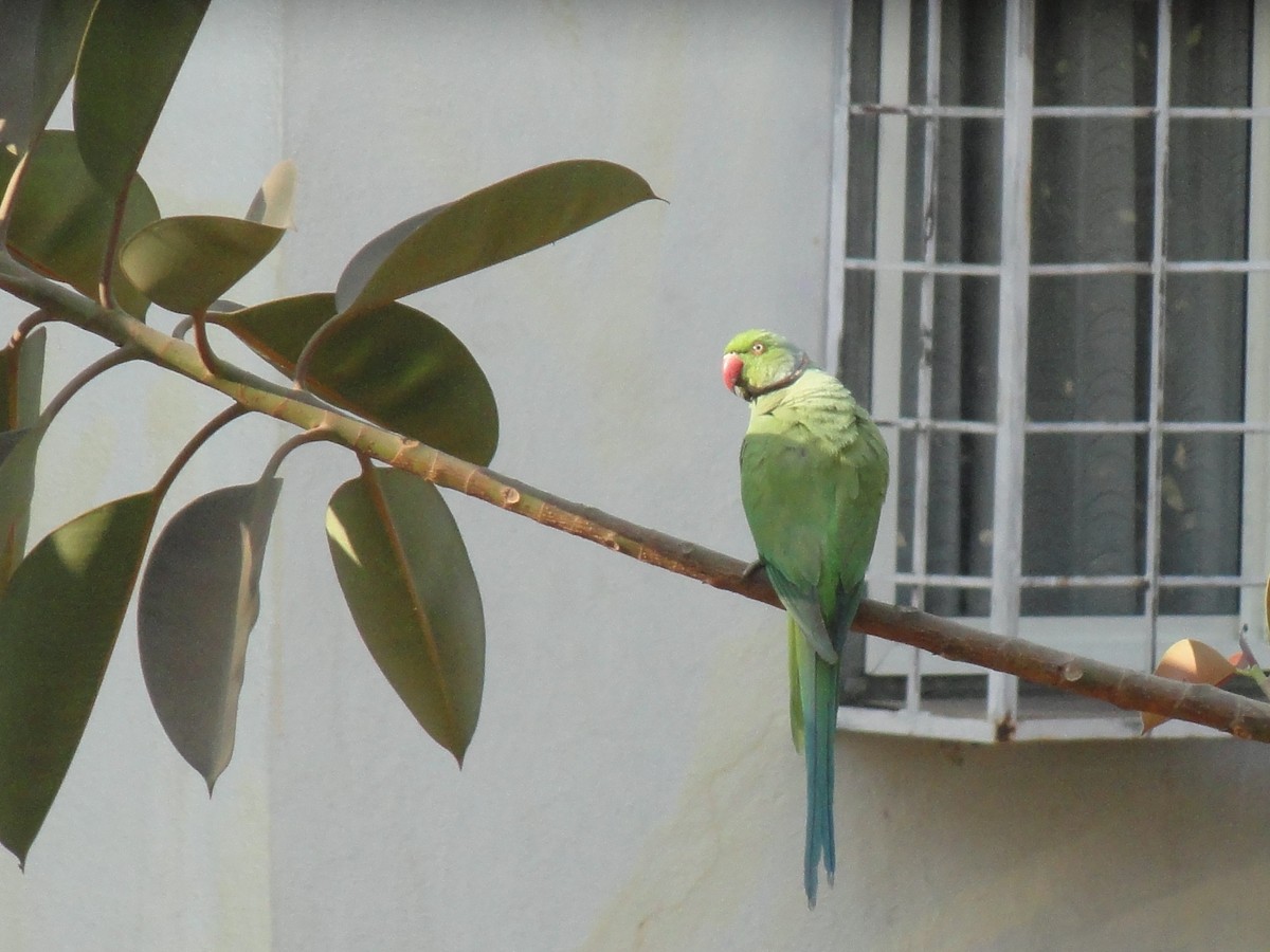 ホンセイインコ - ML646589213