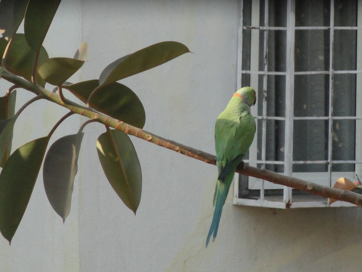 ホンセイインコ - ML646589214