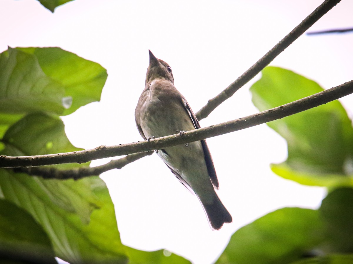 Blue-and-white/Zappey's Flycatcher - ML646589215