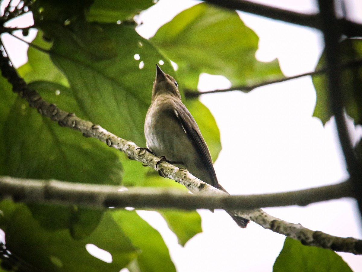 Blue-and-white/Zappey's Flycatcher - ML646589216