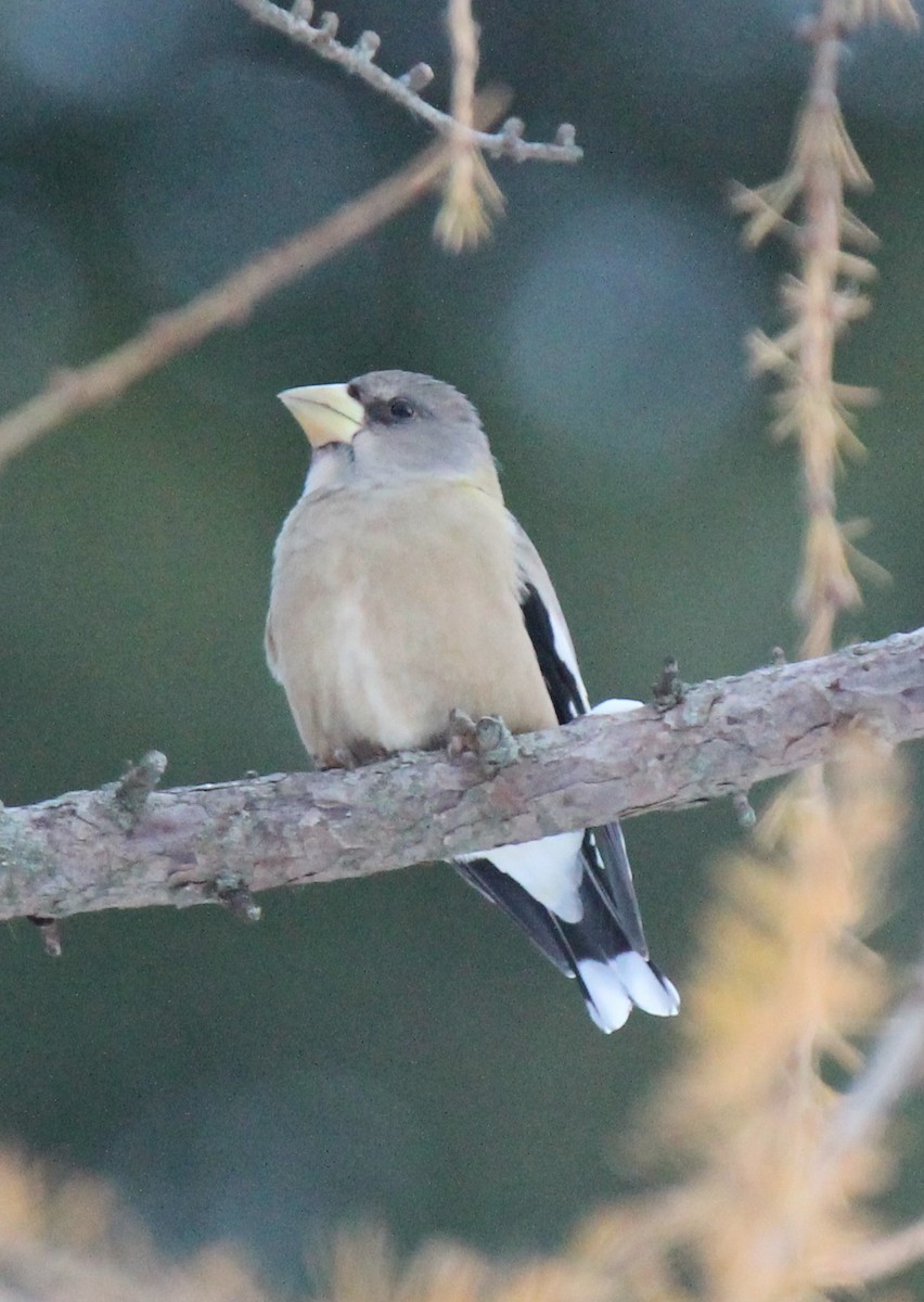 Evening Grosbeak - ML646589218