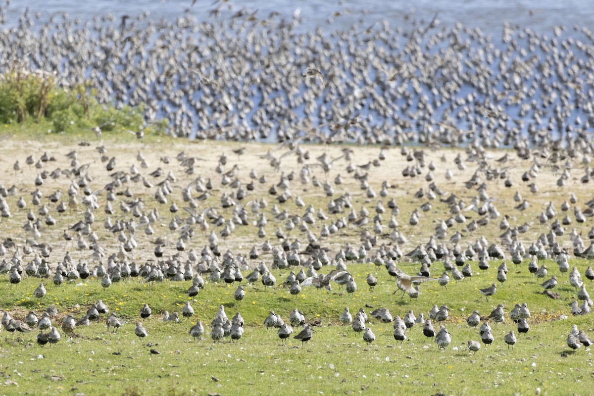 myrsnipe - ML646589219