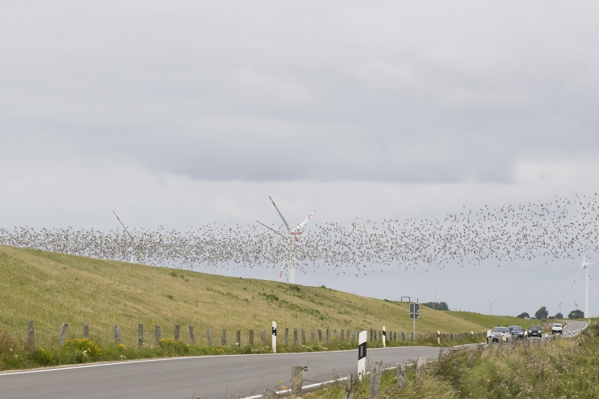 myrsnipe - ML646589220