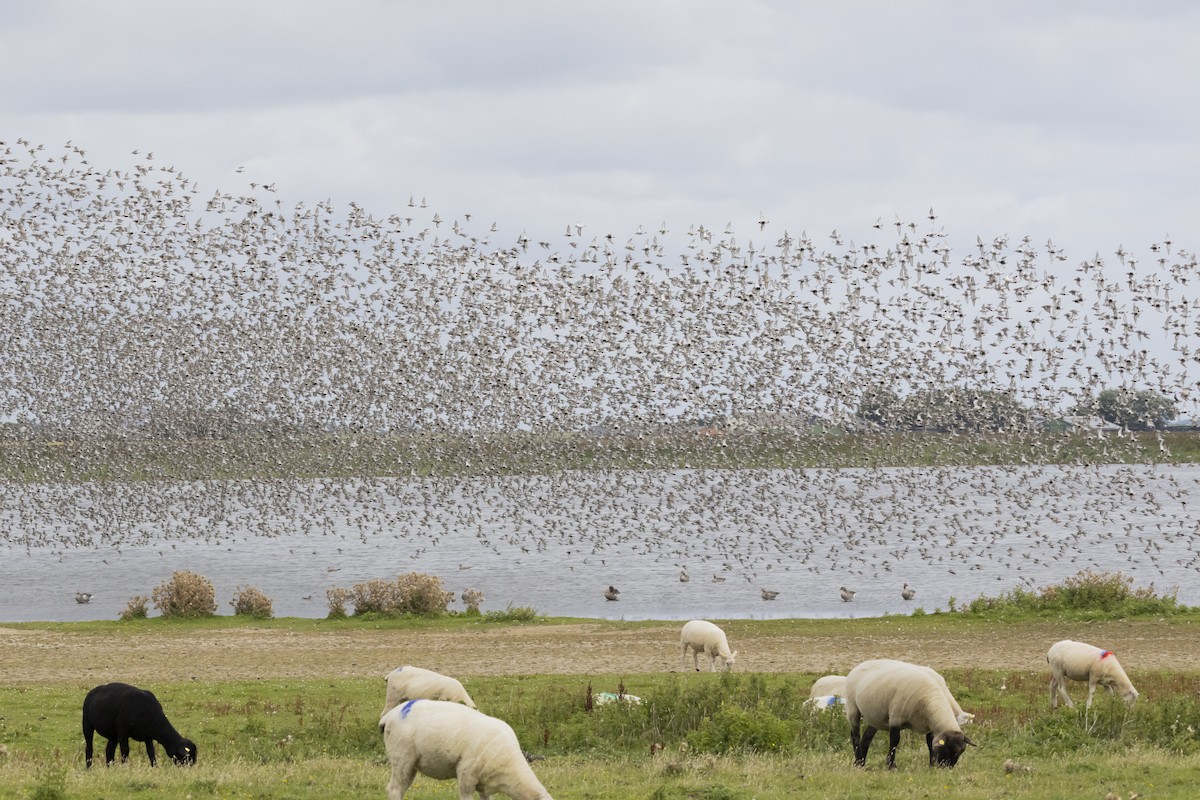 myrsnipe - ML646589222