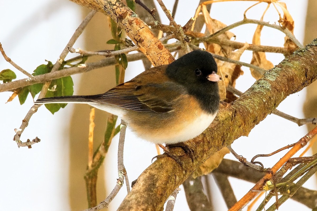 Dark-eyed Junco (Oregon) - ML646589223