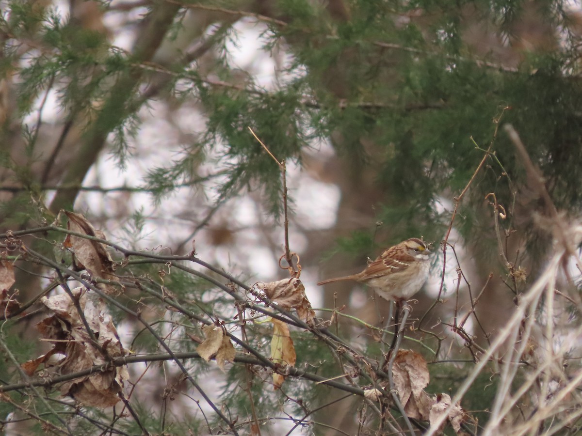 Chingolo Gorjiblanco - ML646589225