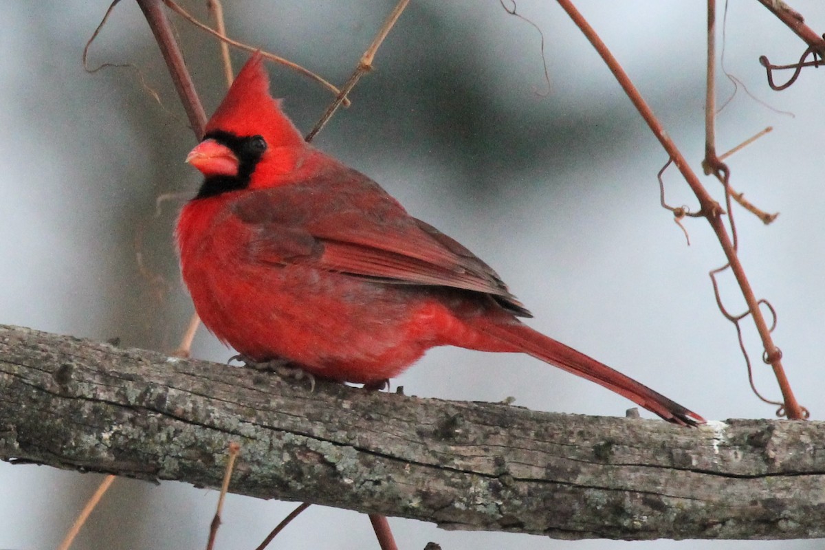 Northern Cardinal - ML646589226