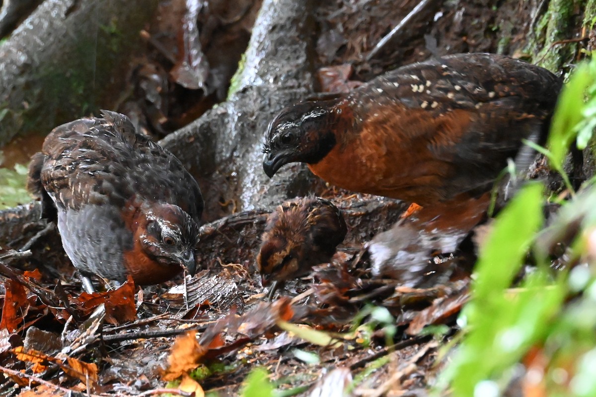 Rufous-breasted Wood-Quail - ML646589229