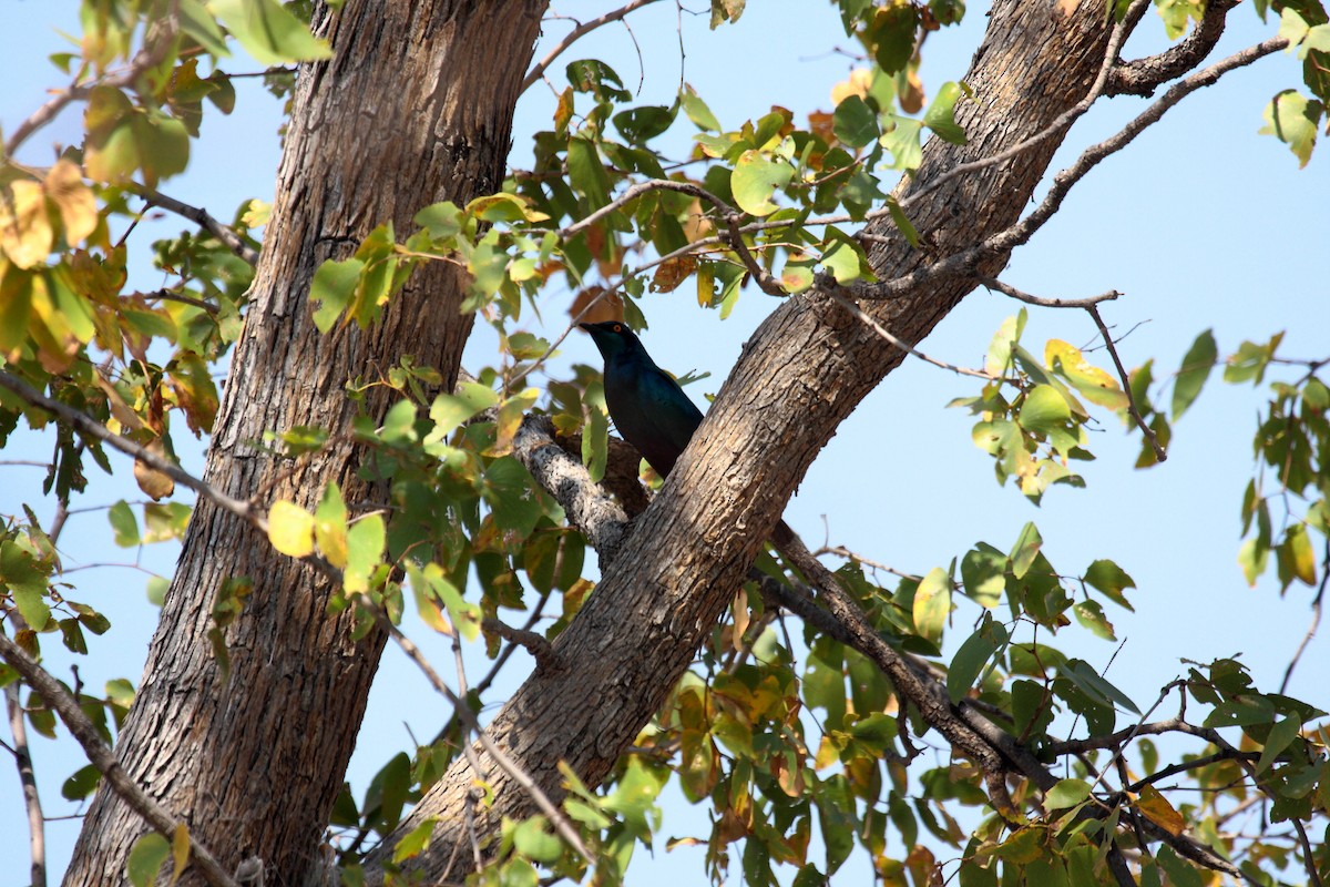 Greater Blue-eared Starling - ML646589231