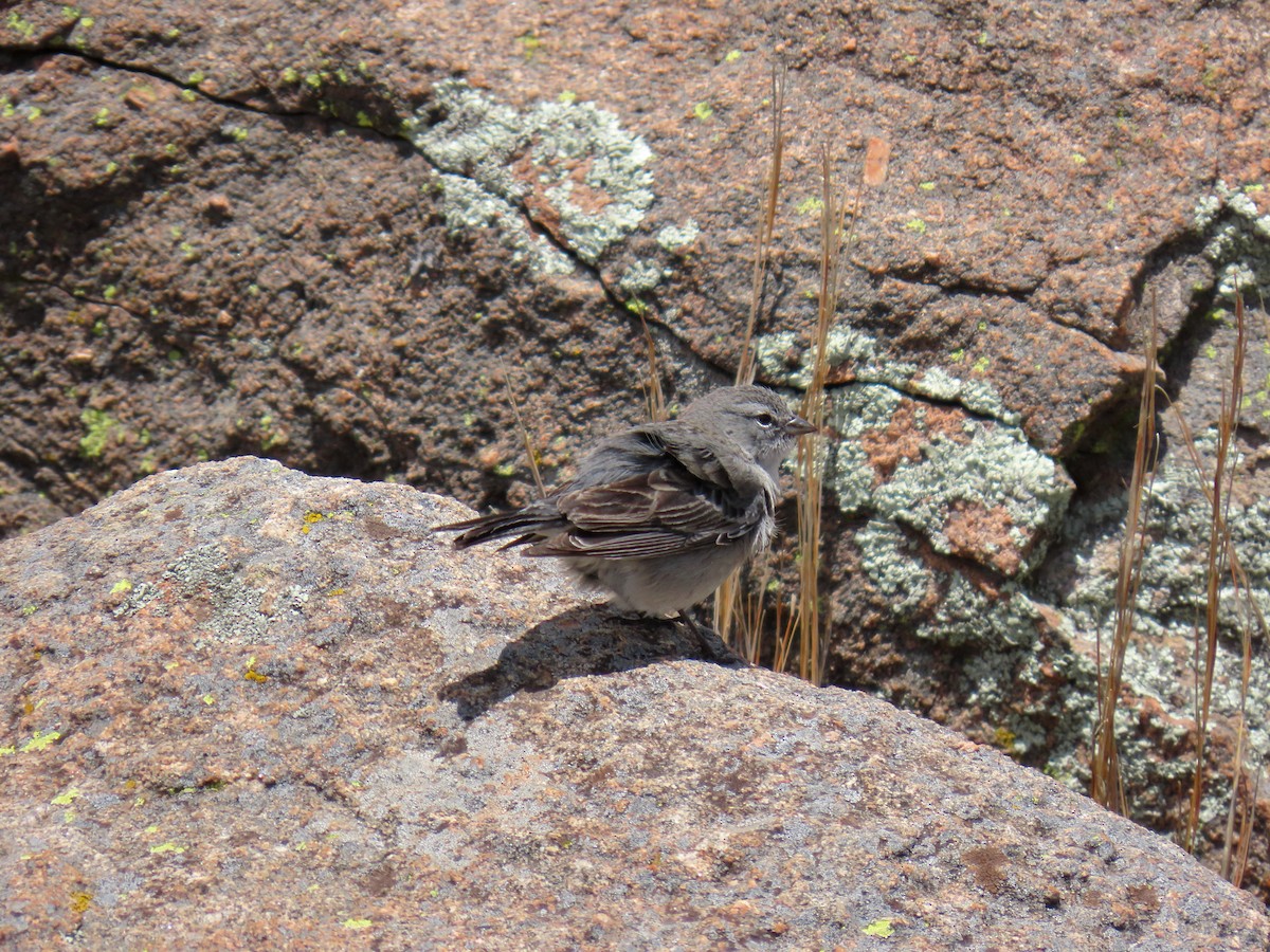 Ash-breasted Sierra Finch - ML646589232