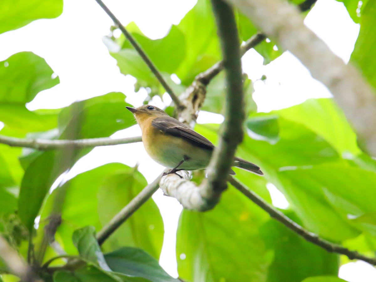 Mugimaki Flycatcher - ML646589233