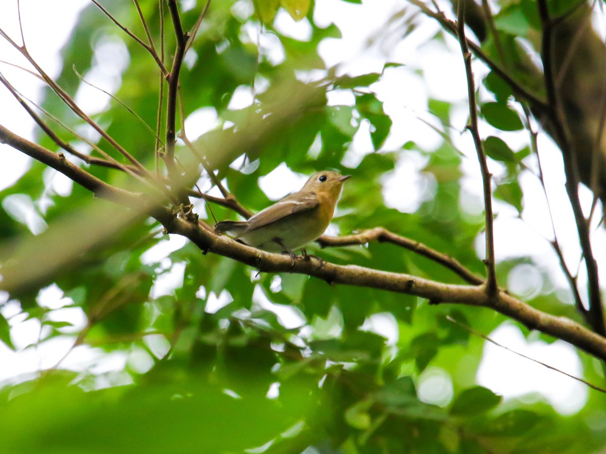 Mugimaki Flycatcher - ML646589234