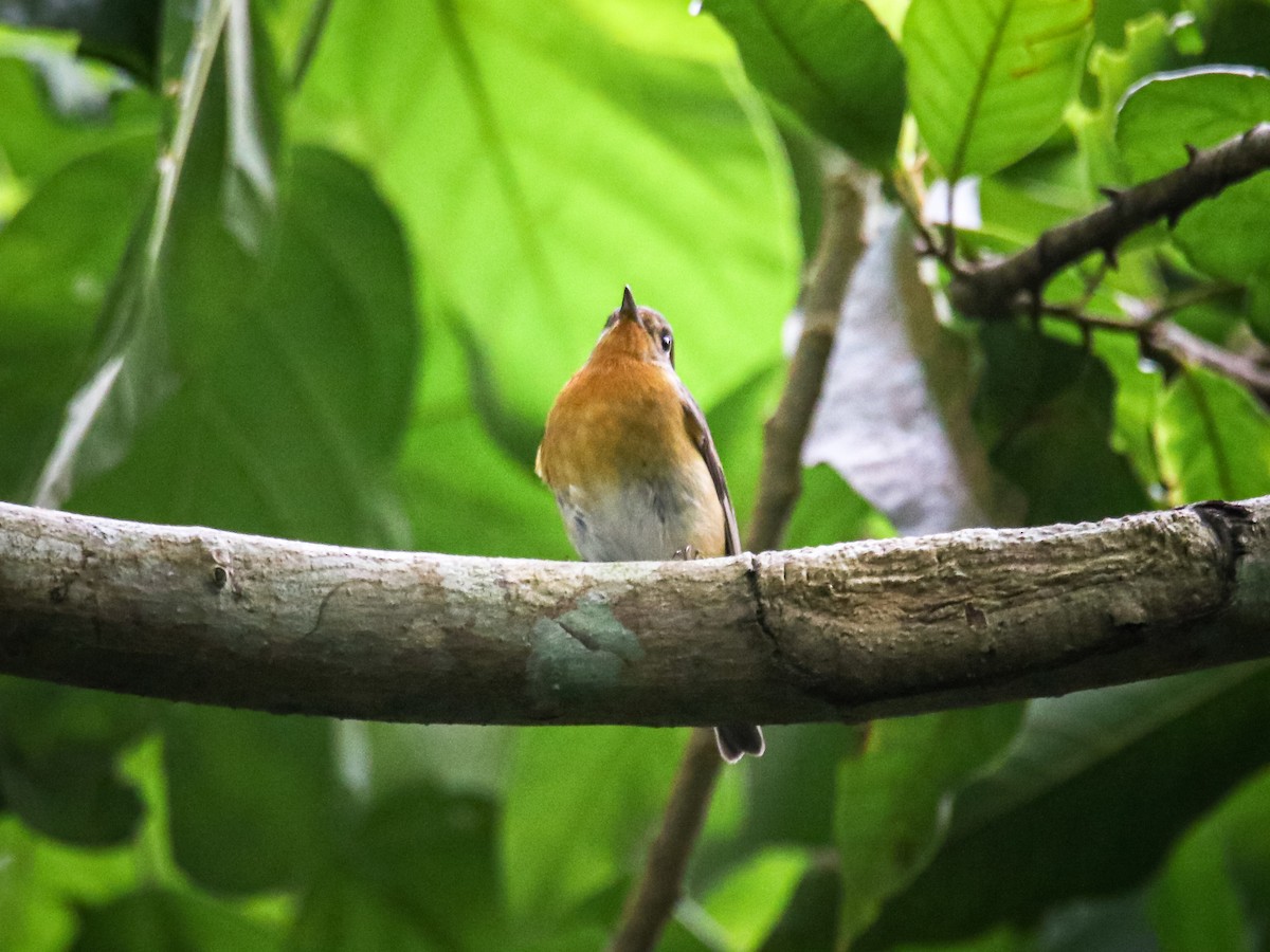 Mugimaki Flycatcher - ML646589235