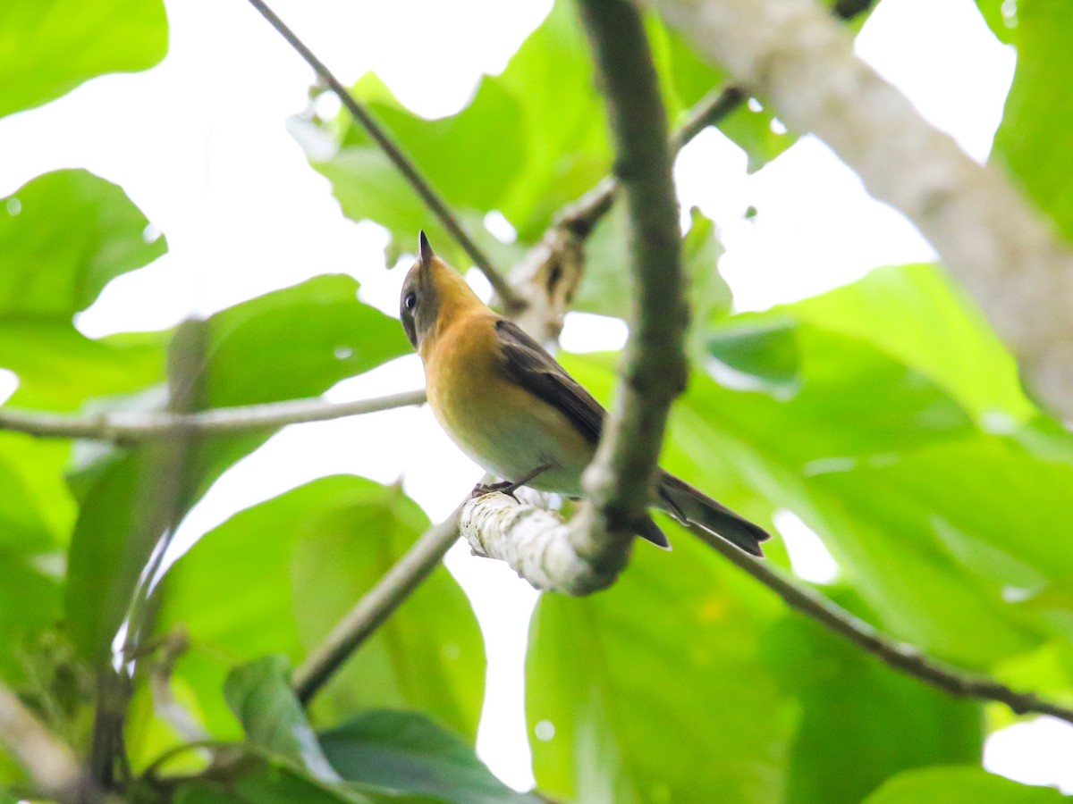 Mugimaki Flycatcher - ML646589236