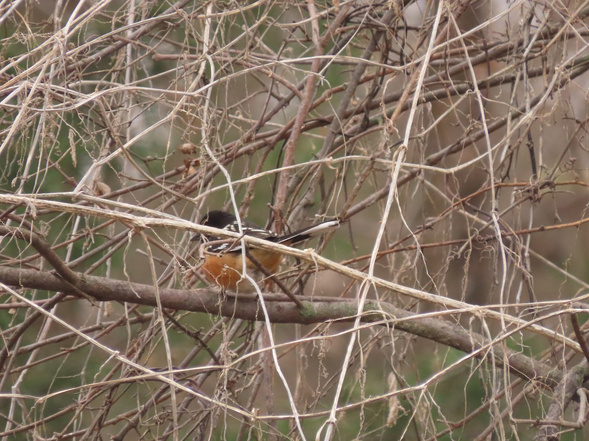 Toquí Moteado - ML646589240