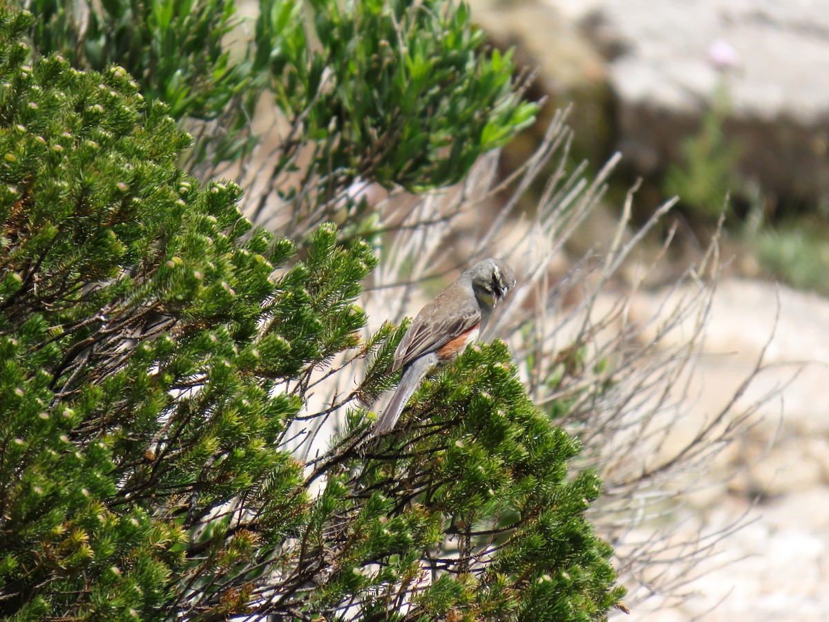 Rufous-sided Warbling Finch - ML646589242
