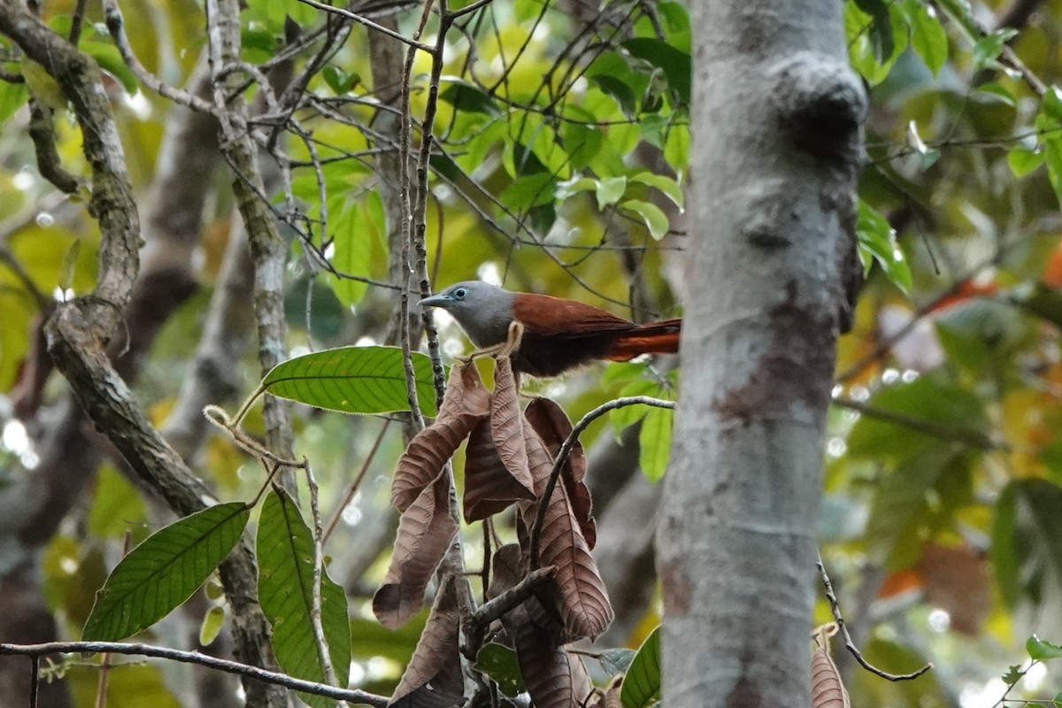 Raffles's Malkoha - ML646589245