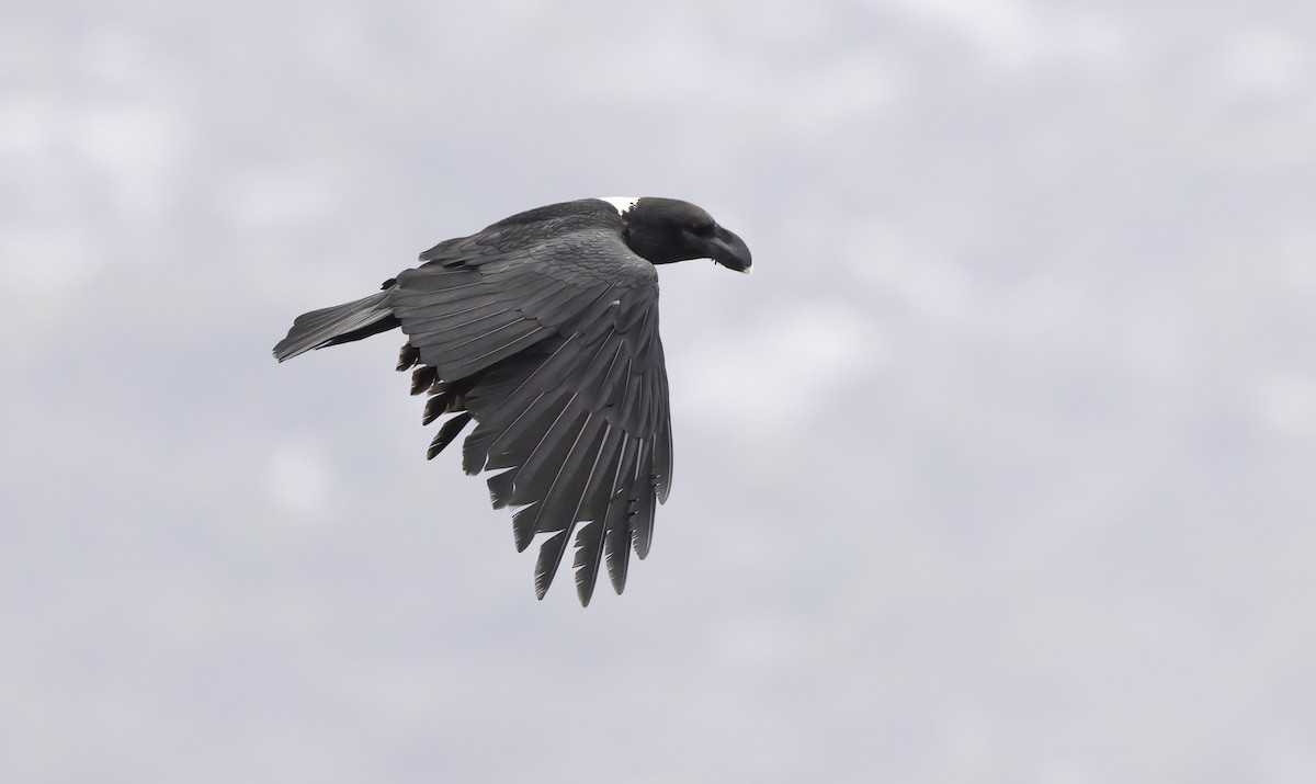 White-necked Raven - ML646589247