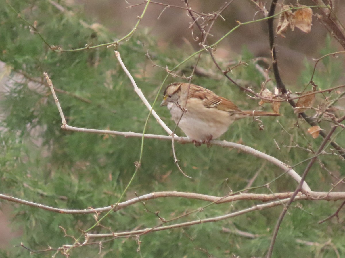 Chingolo Gorjiblanco - ML646589250