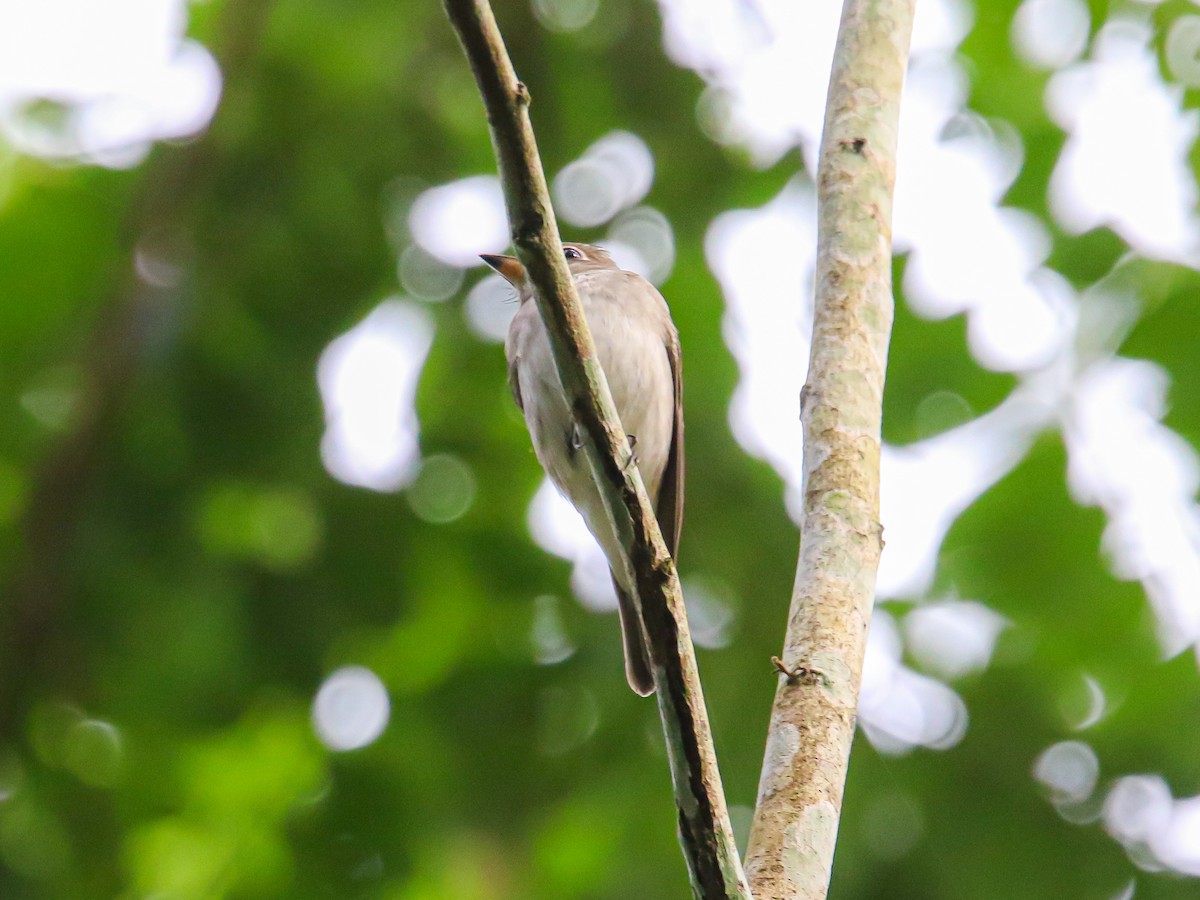 Asian Brown Flycatcher - ML646589257