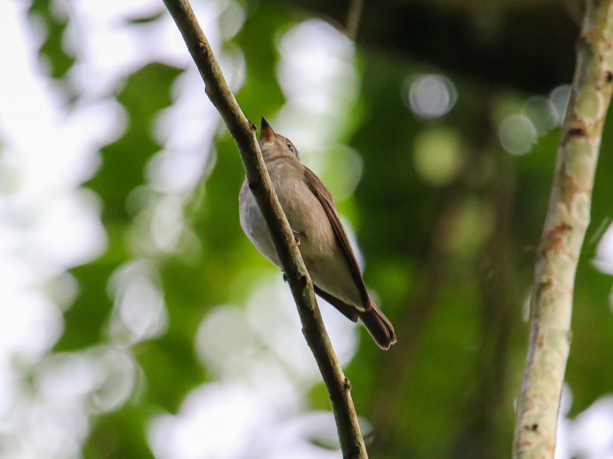 Asian Brown Flycatcher - ML646589258