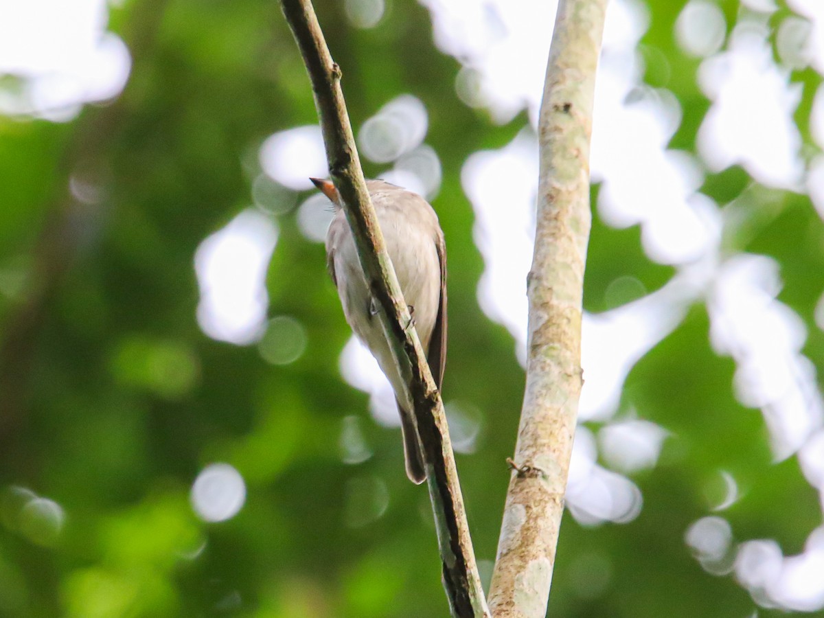 Asian Brown Flycatcher - ML646589260