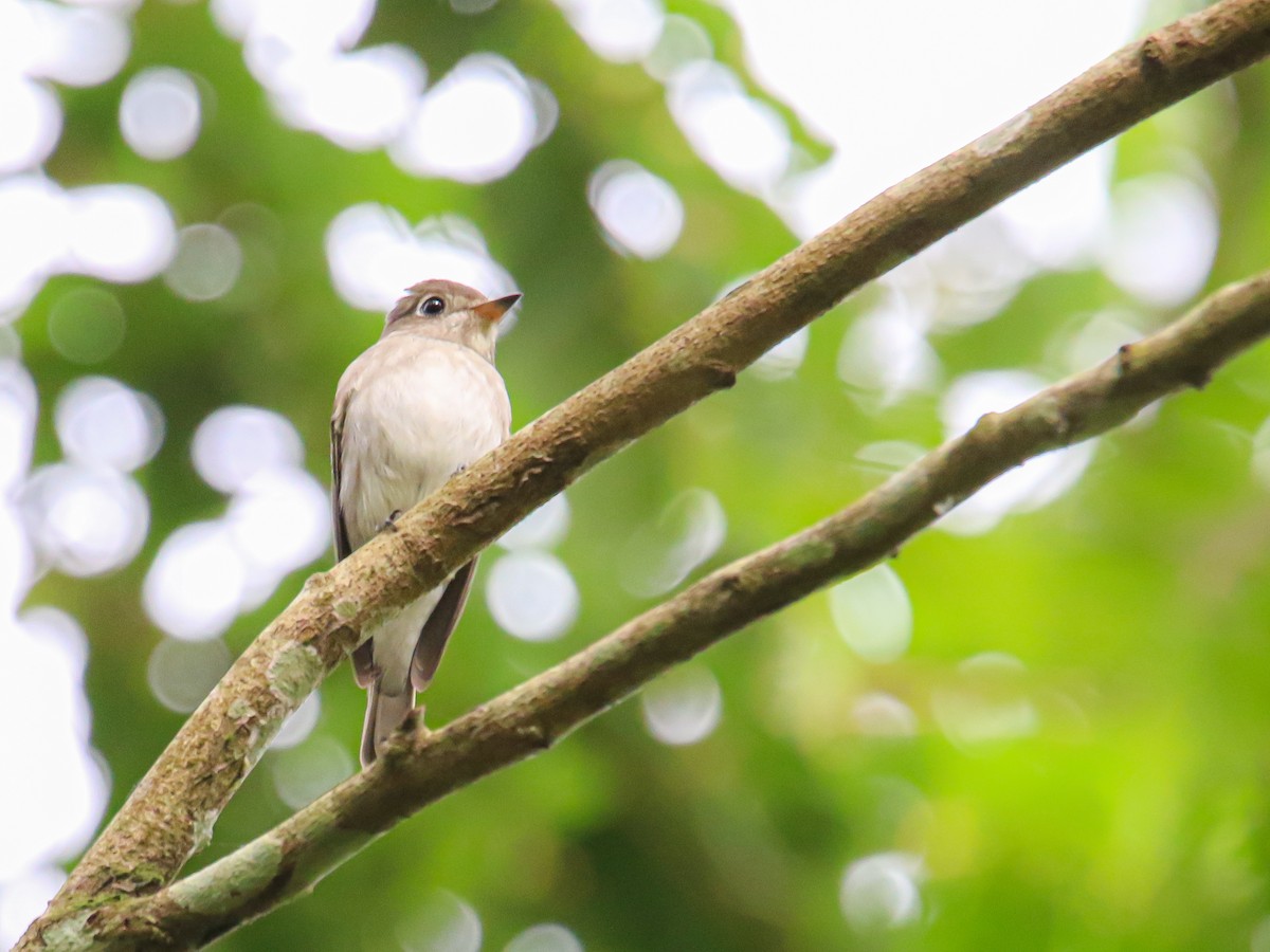 Asian Brown Flycatcher - ML646589261