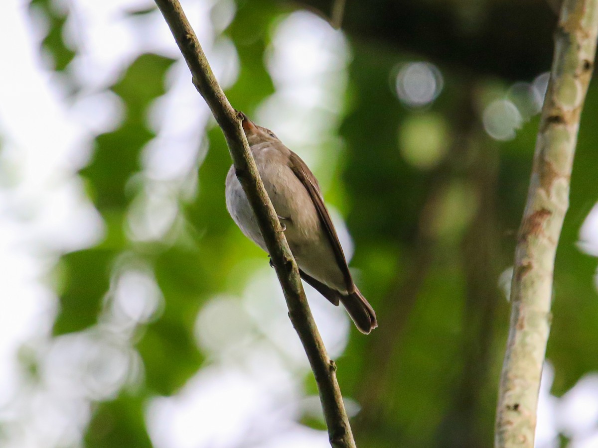 Asian Brown Flycatcher - ML646589263