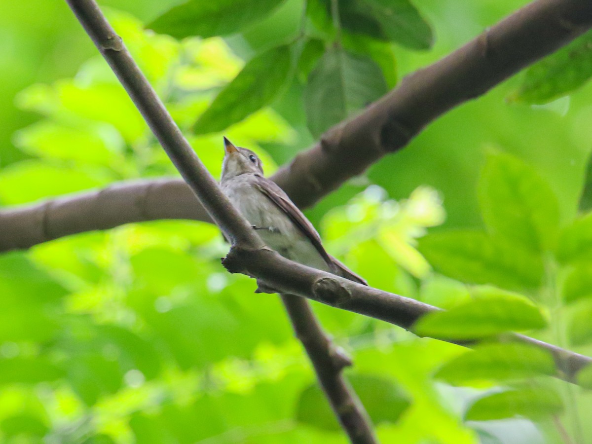 Asian Brown Flycatcher - ML646589264