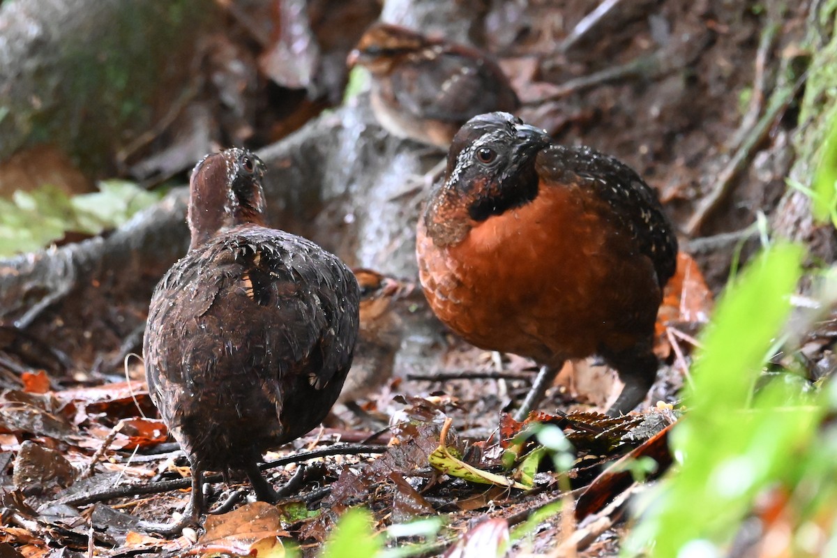 Rufous-breasted Wood-Quail - ML646589268