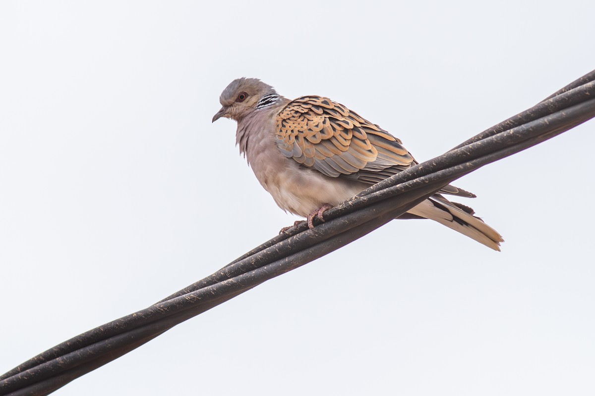 Tortora selvatica - ML646589270