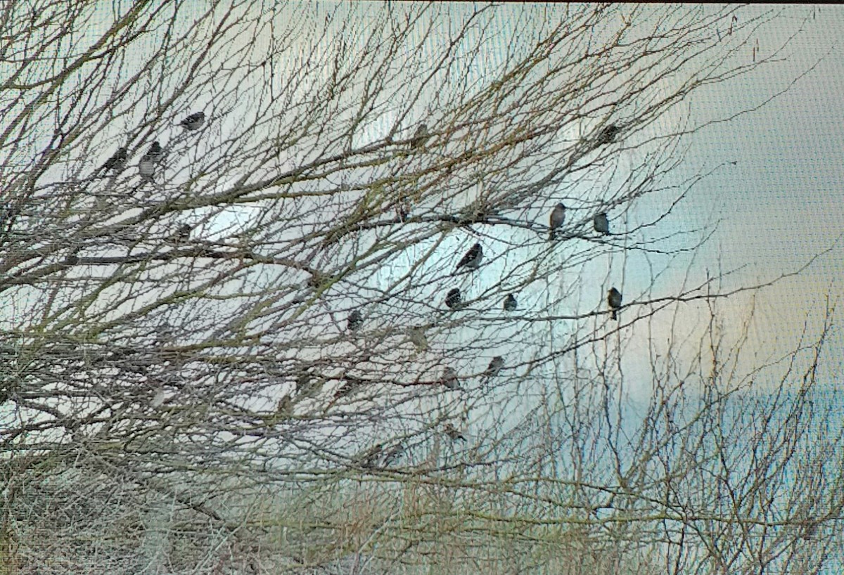 Buchfink - ML646589276